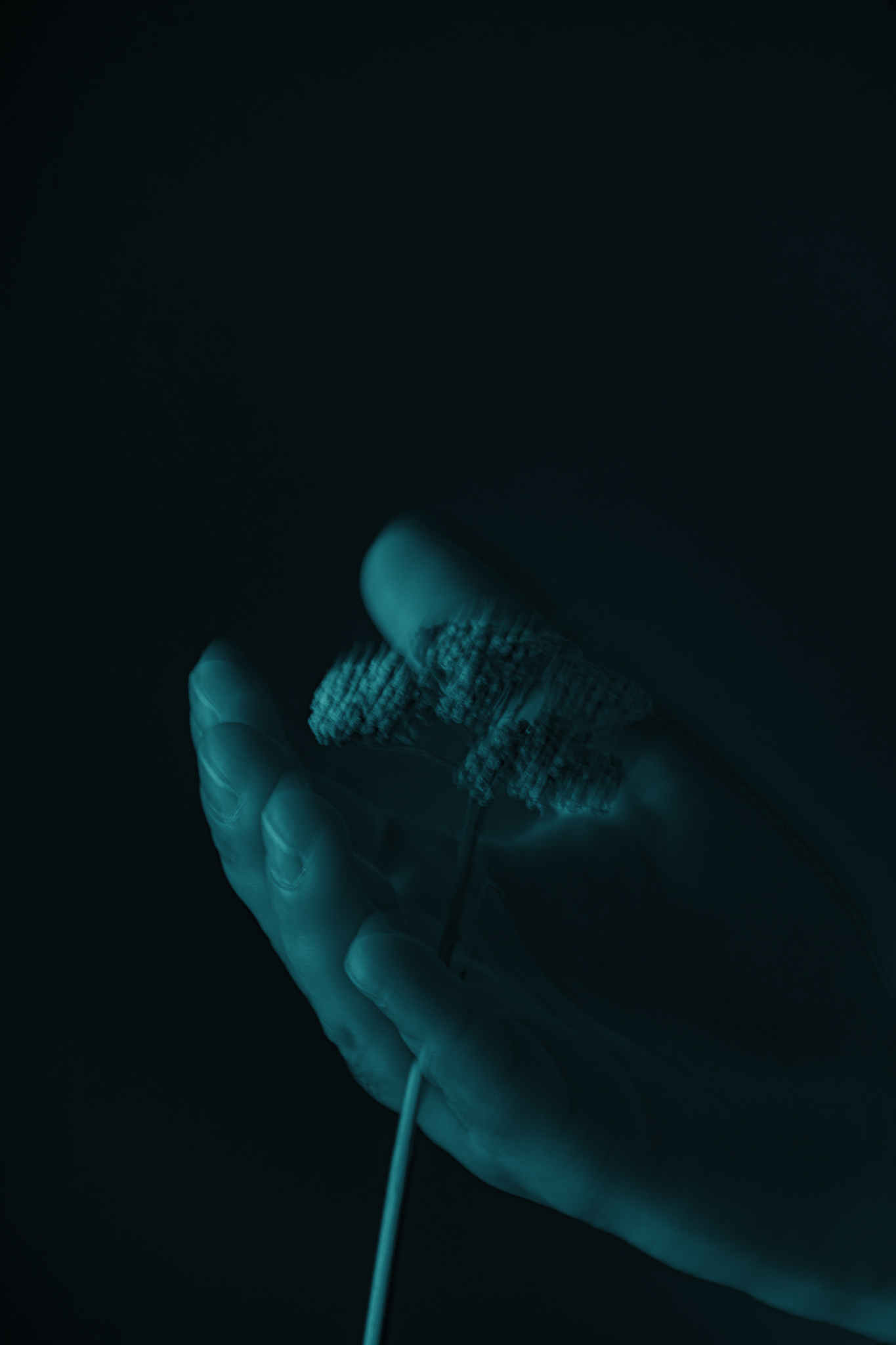 Saudade music — une main tenant une fleur dans une lumière bleu profond