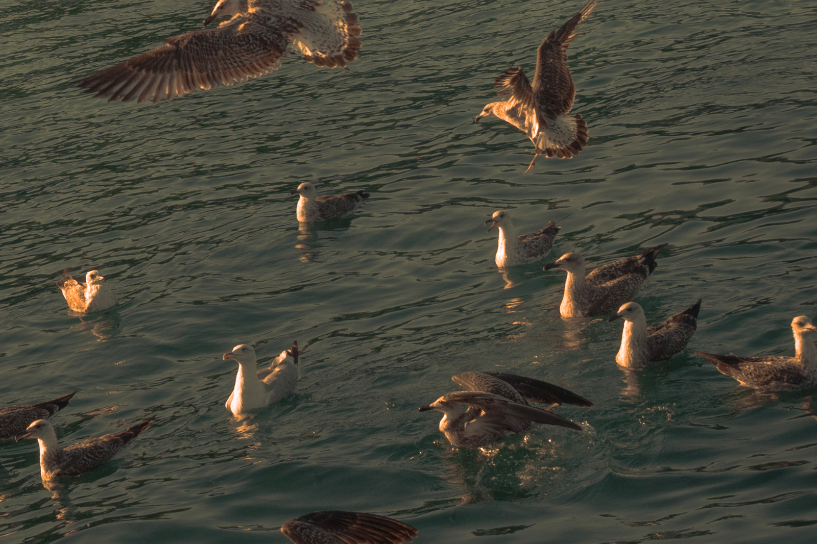 Transats au bord de l'eau sous les tamaris