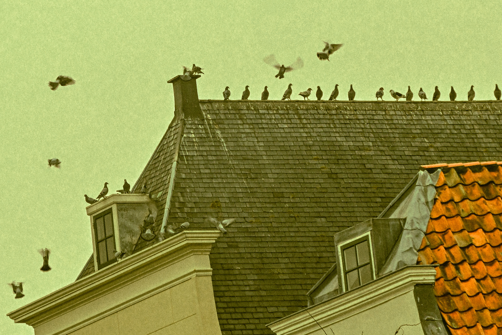 Pigeons sur un toit d'ardoise