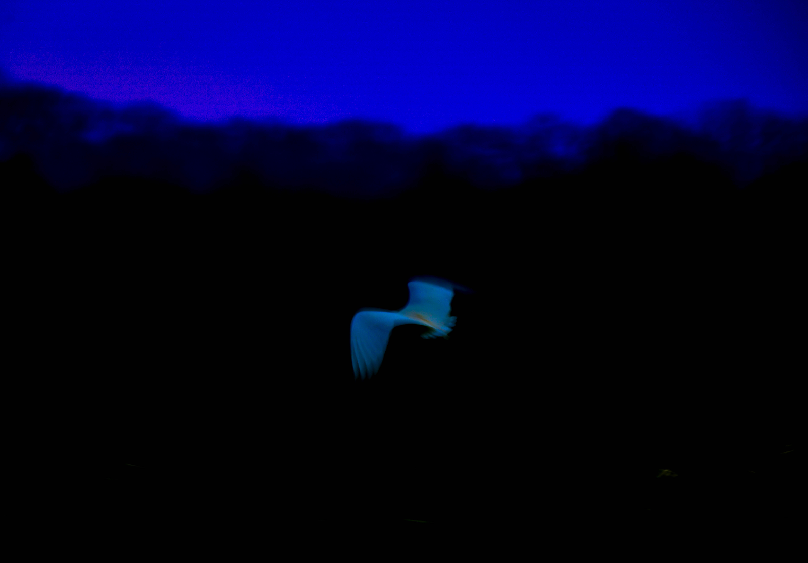 Oiseau blanc en vol sur fond bleu nuit