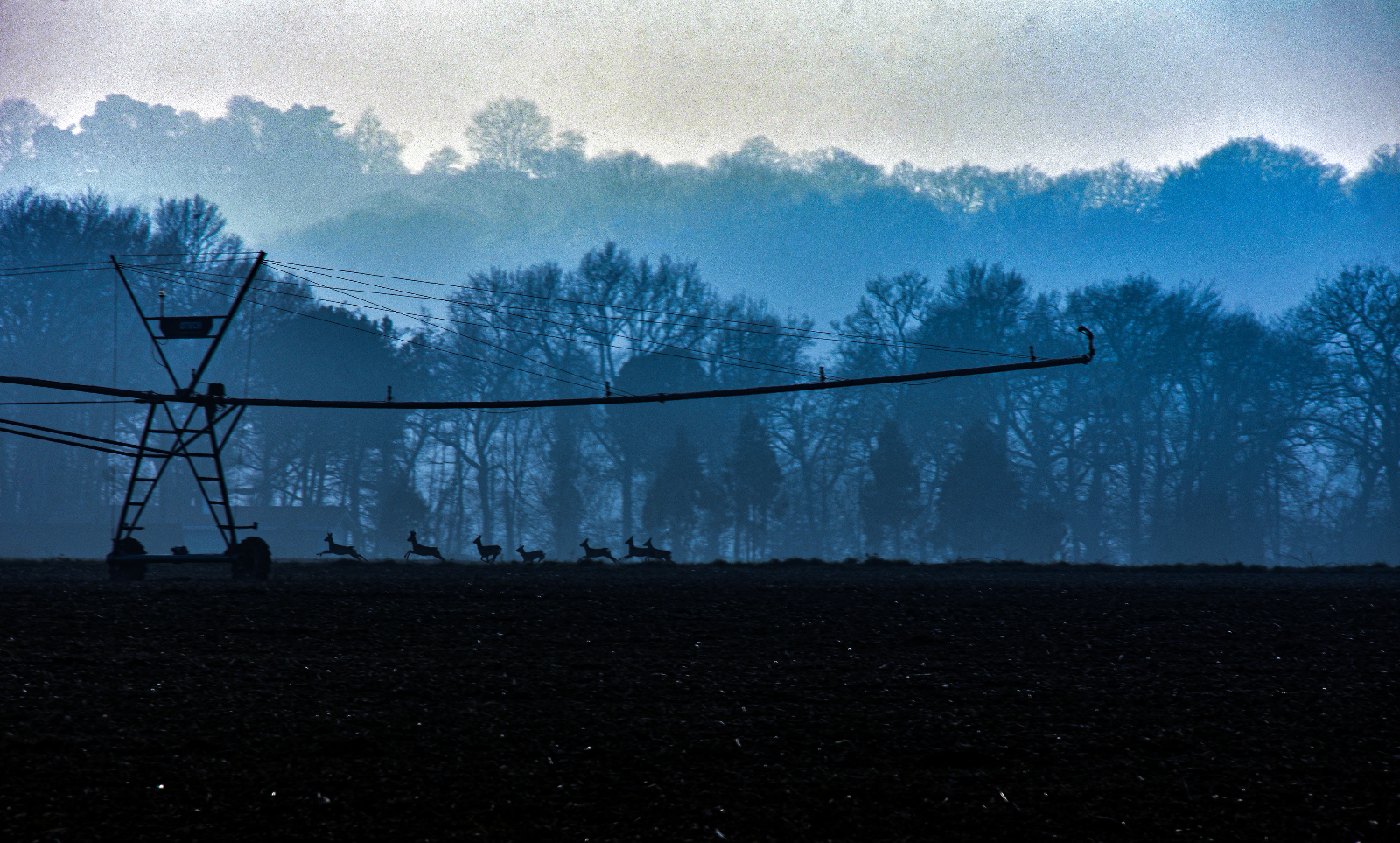 Chevreuils courant dans la brume, rampe d'irrigation